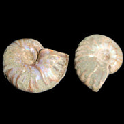 Jurassic 2 Iridescent Ammonites from Madagascar 25mm 14g in sunlight - Rocks and Things Store