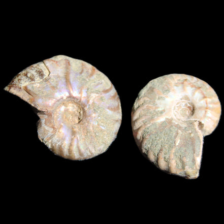Jurassic 2 Iridescent Ammonites from Madagascar 25mm 14g in sunlight - Rocks and Things Store