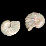 Jurassic 2 Iridescent Ammonites from Madagascar 25mm 14g in sunlight - Rocks and Things Store