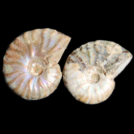 Jurassic 2 Iridescent Ammonites from Madagascar 25mm 14g in sunlight - Rocks and Things Store