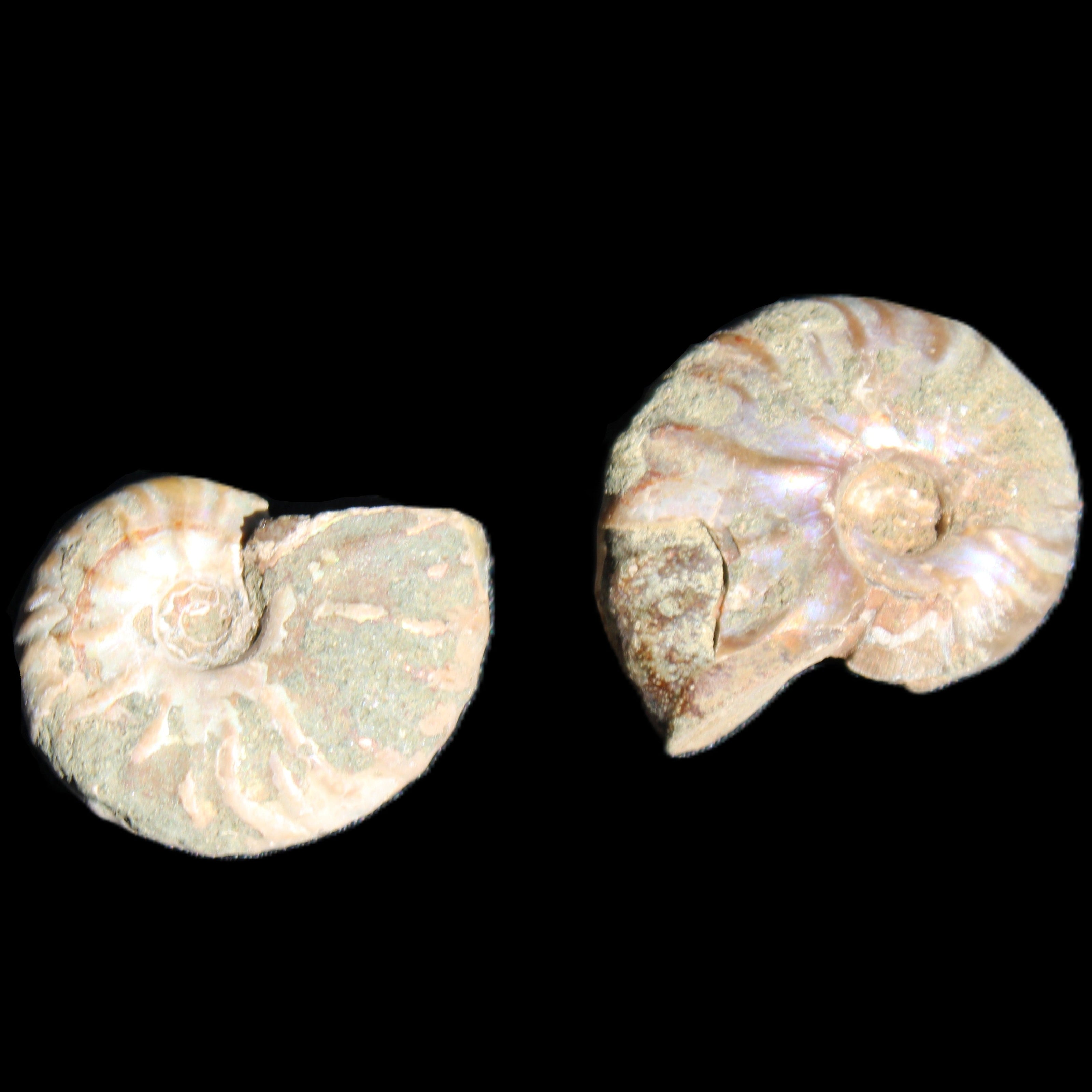 Jurassic 2 Iridescent Ammonites from Madagascar 25mm 14g in sunlight - Rocks and Things Store