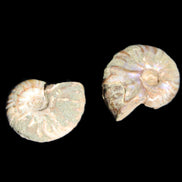 Jurassic 2 Iridescent Ammonites from Madagascar 25mm 14g in sunlight - Rocks and Things Store