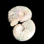 Jurassic 2 Iridescent Ammonites from Madagascar 25mm 14g in sunlight - Rocks and Things Store