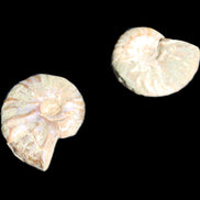 Jurassic 2 Iridescent Ammonites from Madagascar 25mm 14g in sunlight - Rocks and Things Store