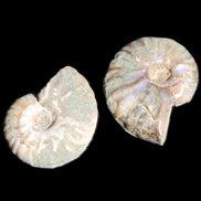 Jurassic 2 Iridescent Ammonites from Madagascar 25mm 14g in sunlight - Rocks and Things Store