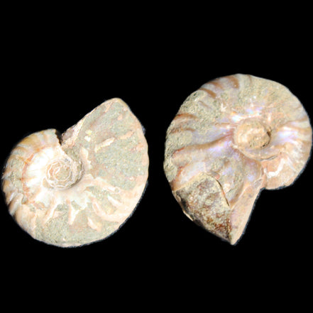 Jurassic 2 Iridescent Ammonites from Madagascar 25mm 14g in sunlight - Rocks and Things Store