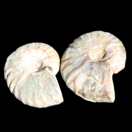 Jurassic 2 Iridescent Ammonites from Madagascar 25mm 14g in sunlight - Rocks and Things Store