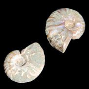 Jurassic 2 Iridescent Ammonites from Madagascar 25mm 14g in sunlight - Rocks and Things Store