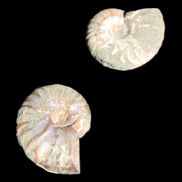 Jurassic 2 Iridescent Ammonites from Madagascar 25mm 14g in sunlight - Rocks and Things Store