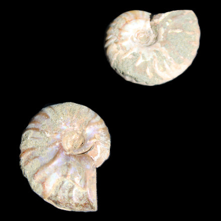 Jurassic 2 Iridescent Ammonites from Madagascar 25mm 14g in sunlight - Rocks and Things Store