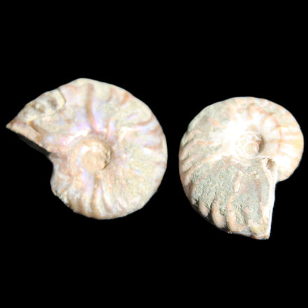 Jurassic 2 Iridescent Ammonites from Madagascar 25mm 14g in sunlight - Rocks and Things Store