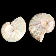 Jurassic 2 Iridescent Ammonites from Madagascar 25mm 14g in sunlight - Rocks and Things Store