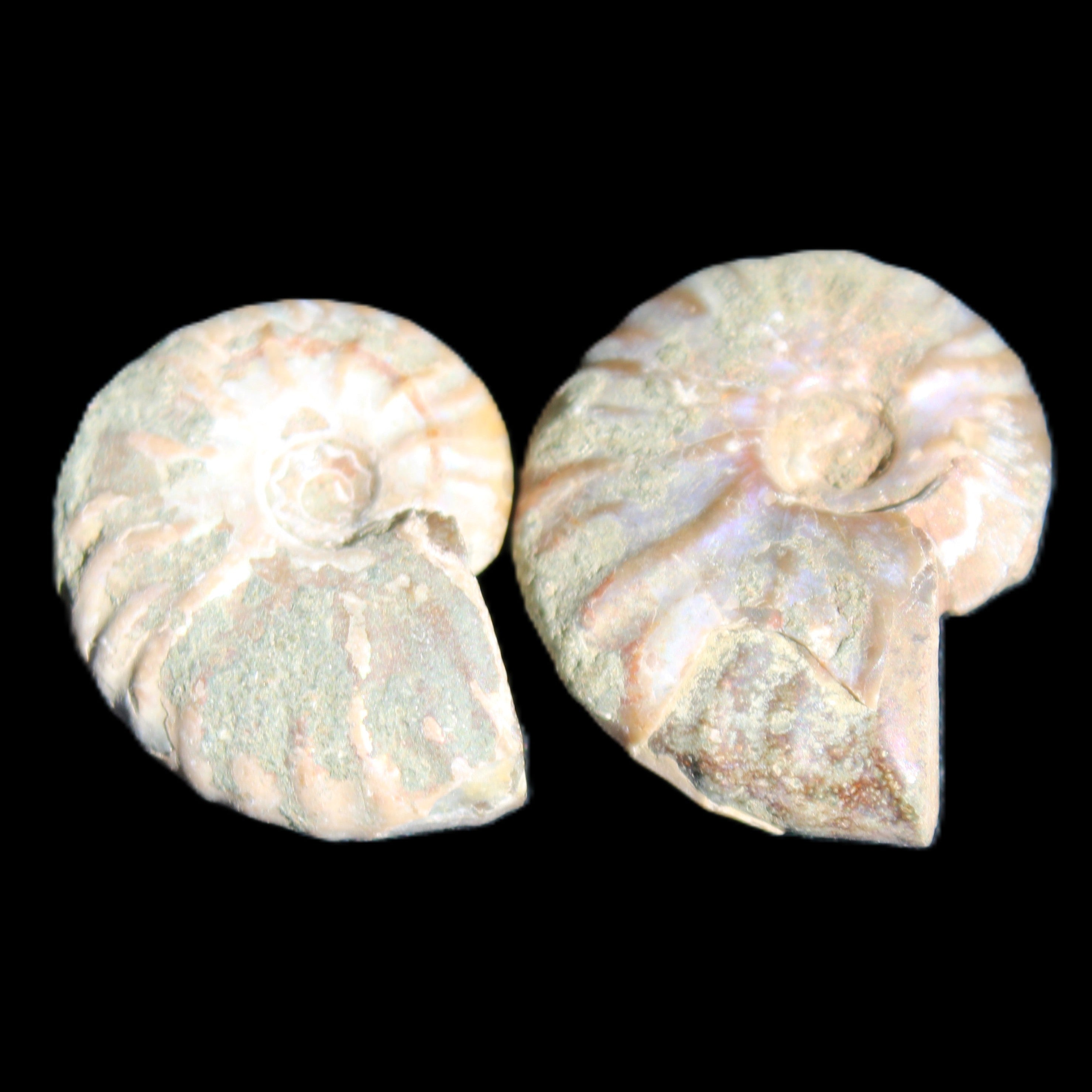Jurassic 2 Iridescent Ammonites from Madagascar 25mm 14g in sunlight - Rocks and Things Store