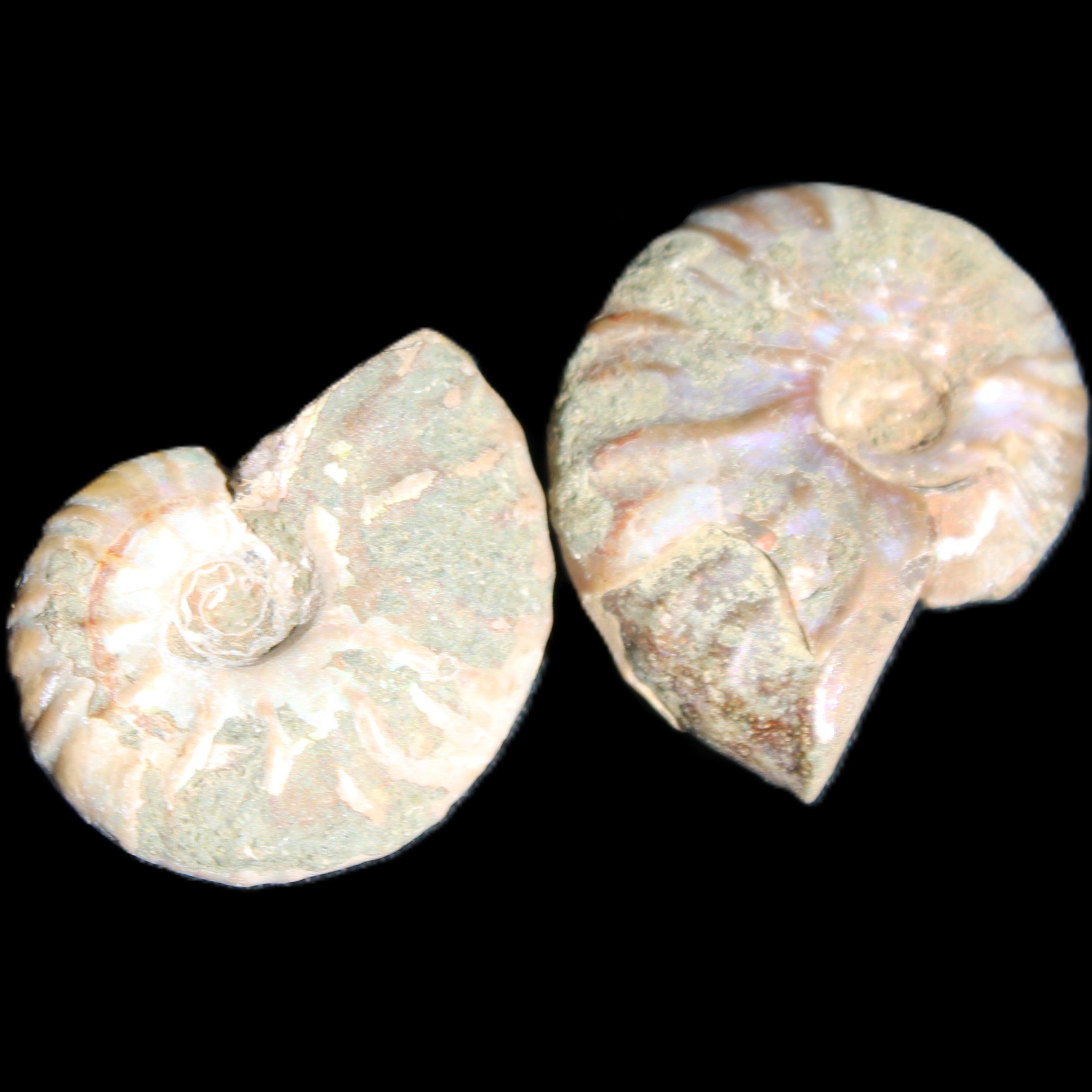 Jurassic 2 Iridescent Ammonites from Madagascar 25mm 14g in sunlight - Rocks and Things Store
