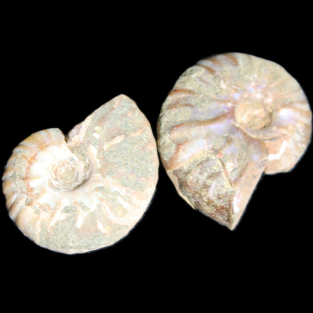Jurassic 2 Iridescent Ammonites from Madagascar 25mm 14g in sunlight - Rocks and Things Store