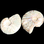 Jurassic 2 Iridescent Ammonites from Madagascar 25mm 14g in sunlight - Rocks and Things Store