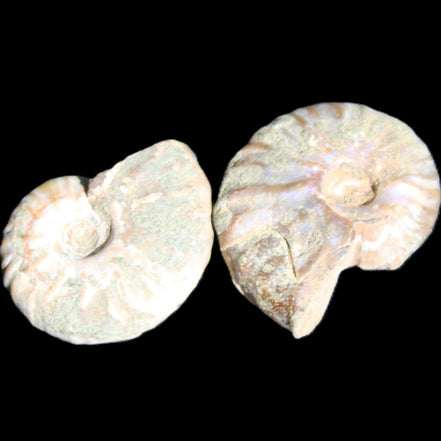 Jurassic 2 Iridescent Ammonites from Madagascar 25mm 14g in sunlight - Rocks and Things Store