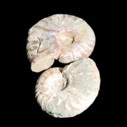 Jurassic 2 Iridescent Ammonites from Madagascar 25mm 14g in sunlight - Rocks and Things Store