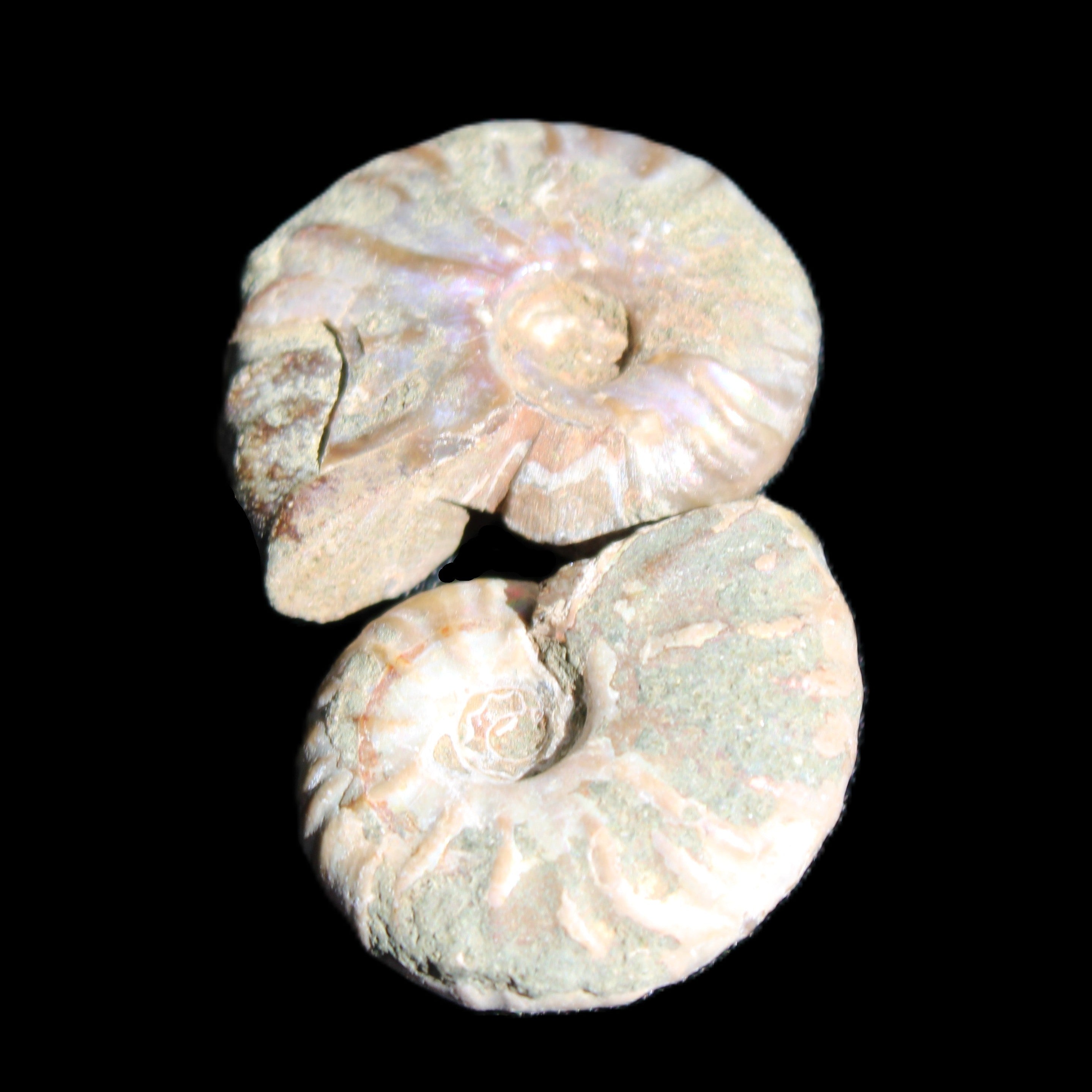 Jurassic 2 Iridescent Ammonites from Madagascar 25mm 14g in sunlight - Rocks and Things Store