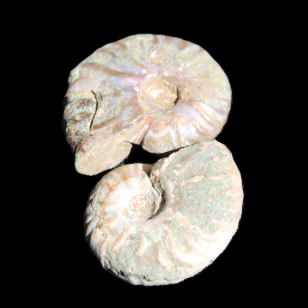 Jurassic 2 Iridescent Ammonites from Madagascar 25mm 14g in sunlight - Rocks and Things Store
