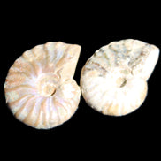 Jurassic 2 Iridescent Ammonites from Madagascar 25mm 14g in sunlight - Rocks and Things Store
