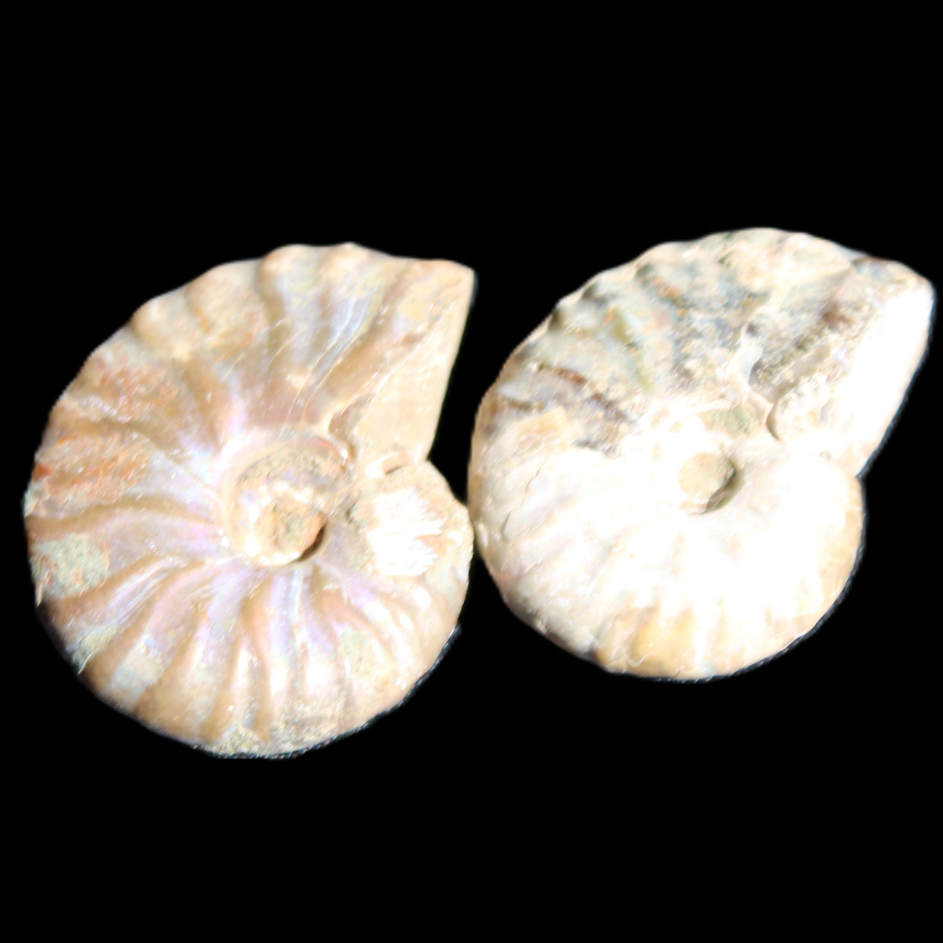 Jurassic 2 Iridescent Ammonites from Madagascar 25mm 14g in sunlight - Rocks and Things Store