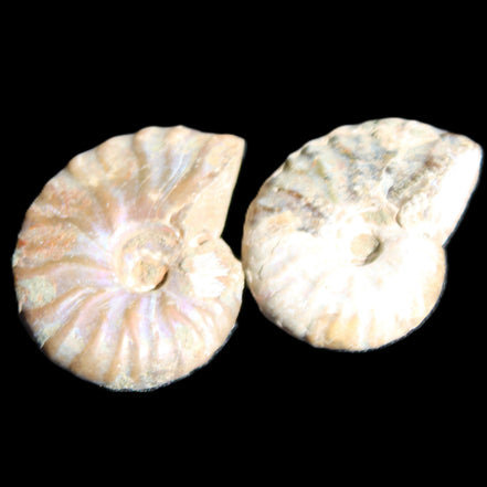 Jurassic 2 Iridescent Ammonites from Madagascar 25mm 14g in sunlight - Rocks and Things Store