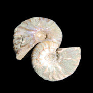 Jurassic 2 Iridescent Ammonites from Madagascar 25mm 14g in sunlight - Rocks and Things Store