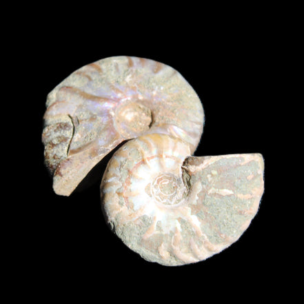 Jurassic 2 Iridescent Ammonites from Madagascar 25mm 14g in sunlight - Rocks and Things Store
