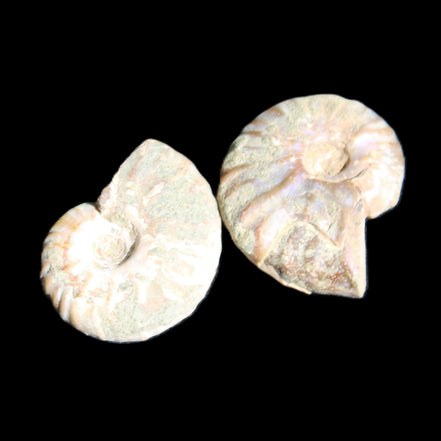 Jurassic 2 Iridescent Ammonites from Madagascar 25mm 14g in sunlight - Rocks and Things Store