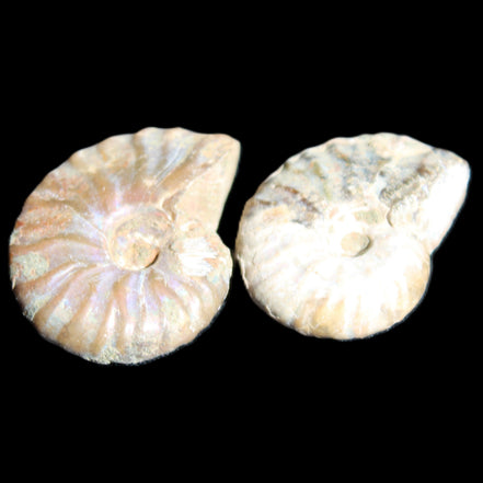 Jurassic 2 Iridescent Ammonites from Madagascar 25mm 14g in sunlight - Rocks and Things Store