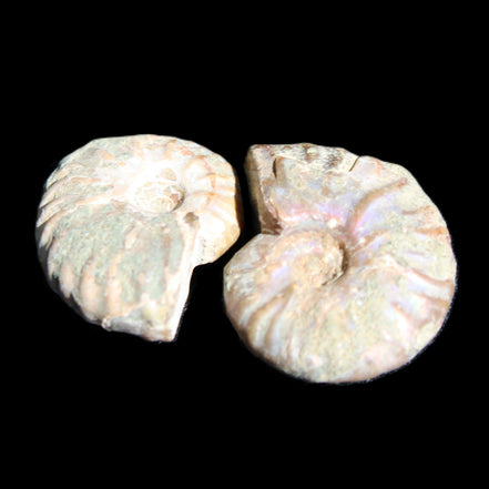 Jurassic 2 Iridescent Ammonites from Madagascar 25mm 14g in sunlight - Rocks and Things Store