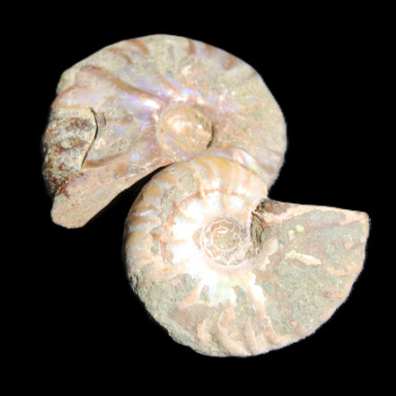 Jurassic 2 Iridescent Ammonites from Madagascar 25mm 14g in sunlight - Rocks and Things Store