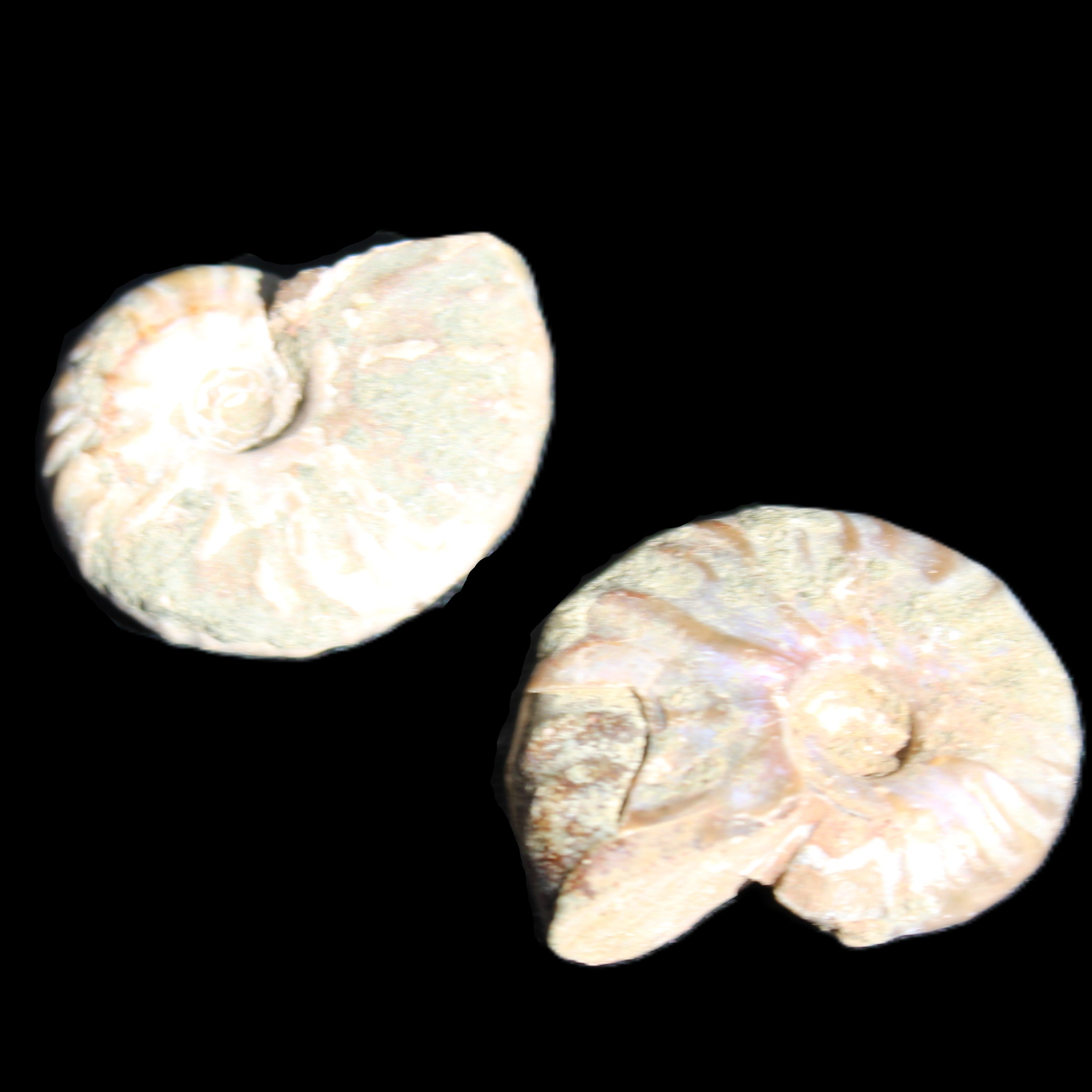 Jurassic 2 Iridescent Ammonites from Madagascar 25mm 14g in sunlight - Rocks and Things Store