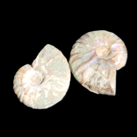 Jurassic 2 Iridescent Ammonites from Madagascar 25mm 14g in sunlight - Rocks and Things Store