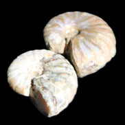 Jurassic 2 Iridescent Ammonites from Madagascar 25mm 14g in sunlight - Rocks and Things Store