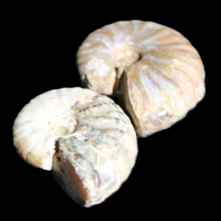 Jurassic 2 Iridescent Ammonites from Madagascar 25mm 14g in sunlight - Rocks and Things Store