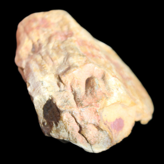 Petrified Wood unpolished from Queensland 72*61*37mm 223g in sunlight - Rocks and Things Store