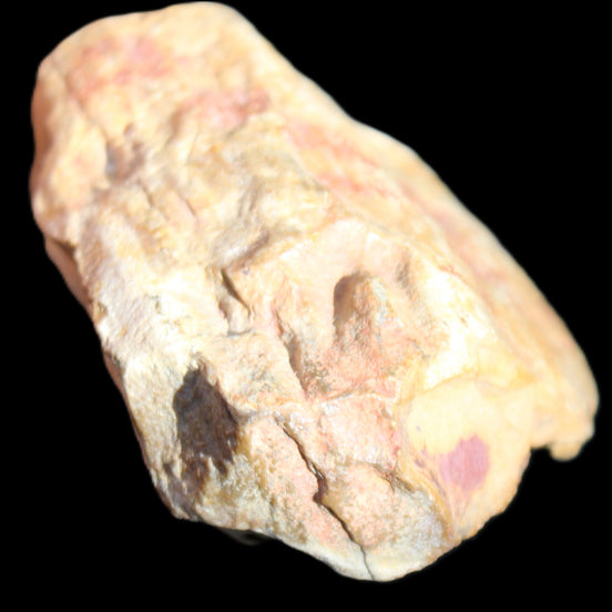 Petrified Wood unpolished from Queensland 72*61*37mm 223g in sunlight - Rocks and Things Store