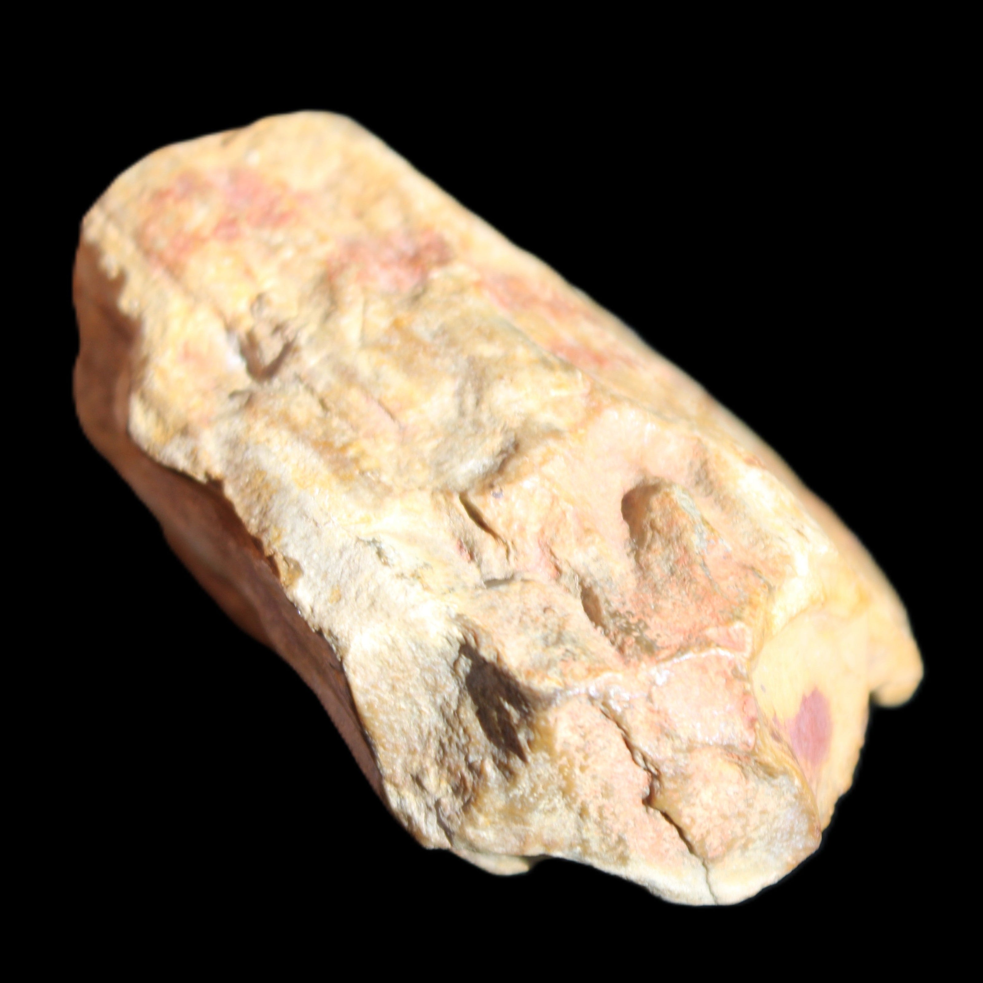 Petrified Wood unpolished from Queensland 72*61*37mm 223g in sunlight - Rocks and Things Store