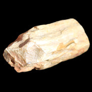 Petrified Wood unpolished from Queensland 72*61*37mm 223g in sunlight - Rocks and Things Store