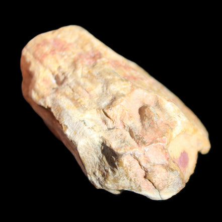 Petrified Wood unpolished from Queensland 72*61*37mm 223g in sunlight - Rocks and Things Store