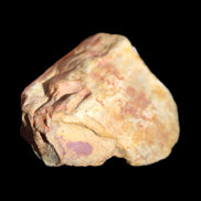 Petrified Wood unpolished from Queensland 72*61*37mm 223g in sunlight - Rocks and Things Store