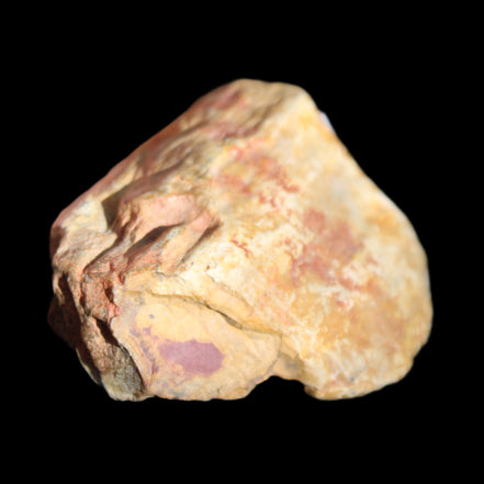 Petrified Wood unpolished from Queensland 72*61*37mm 223g in sunlight - Rocks and Things Store