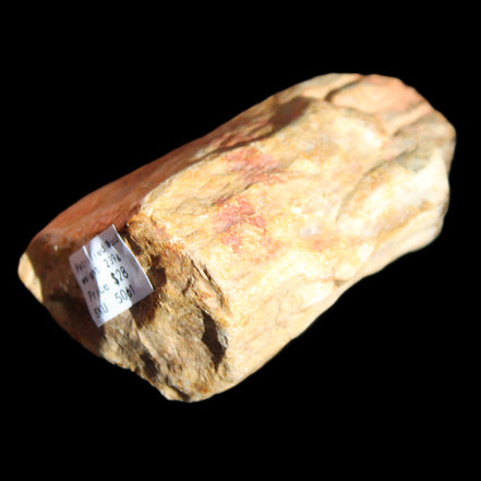 Petrified Wood unpolished from Queensland 72*61*37mm 223g in sunlight - Rocks and Things Store