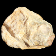 Petrified Wood unpolished from Queensland 72*61*37mm 223g in sunlight - Rocks and Things Store