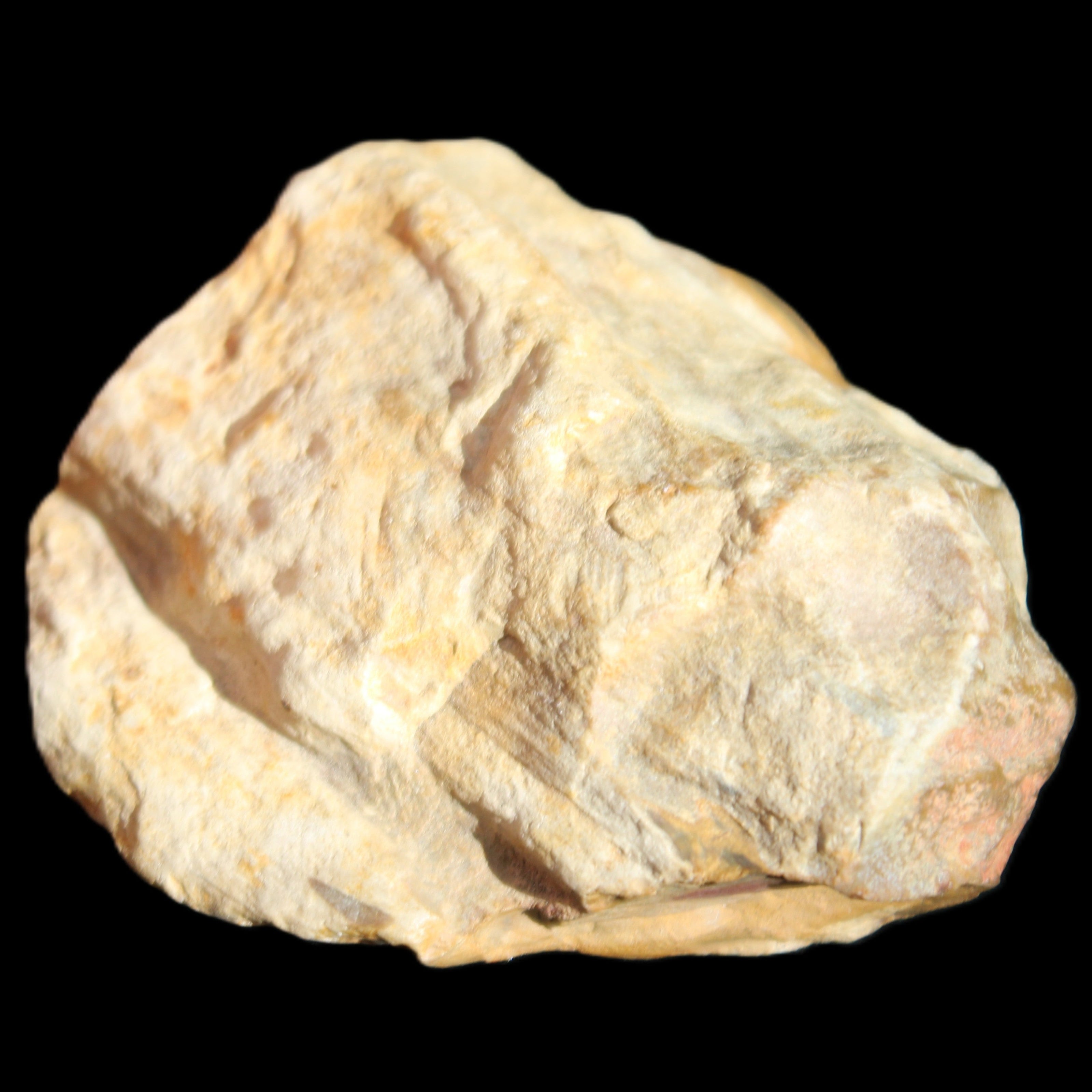 Petrified Wood unpolished from Queensland 72*61*37mm 223g in sunlight - Rocks and Things Store