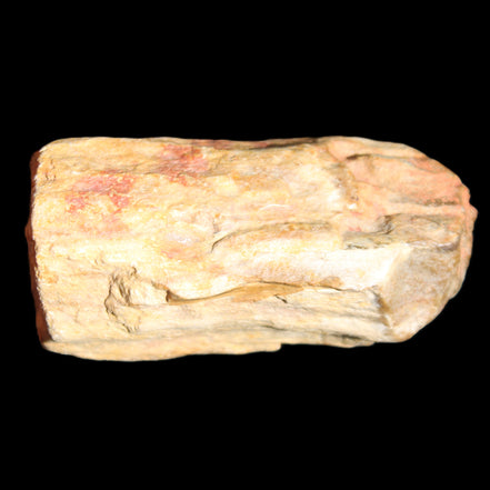 Petrified Wood unpolished from Queensland 72*61*37mm 223g in sunlight - Rocks and Things Store