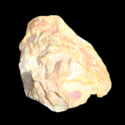 Petrified Wood unpolished from Queensland 72*61*37mm 223g in sunlight - Rocks and Things Store