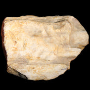 Petrified Wood unpolished from Queensland 72*61*37mm 223g in sunlight - Rocks and Things Store